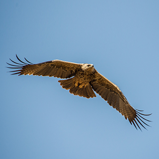 Samburu - Tawny eagle